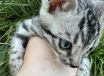 RUFFLE - Bengal Kitten For Sale - 