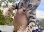 FRITTO - Bengal Kitten For Sale - 