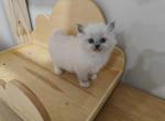 Mitted Kitten Girl - Ragdoll Kitten For Sale - 