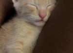 Orange Male Kitten - Domestic Kitten For Sale - Federal Way, WA, US