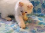 Gorgeous ragdoll reduced - Ragdoll Kitten For Sale - 