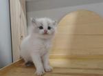 Bicolor Kitten Boy - Ragdoll Kitten For Sale - 