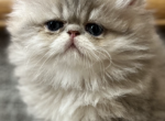 Blue golden shaded Julius - Persian Kitten For Sale - 