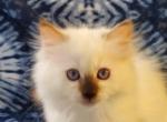 Girl chocolate - Ragdoll Kitten For Sale - 