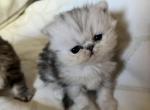 Sunny - Exotic Kitten For Sale - 