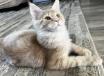 Daisy - Maine Coon Kitten For Sale - WA, US