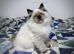 Algie - Ragdoll Kitten For Sale - Tuscaloosa, AL, US