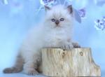 Pooh Bear - Siberian Kitten For Sale - Miami, FL, US