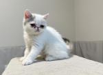 Exotic short hair girl - Exotic Kitten For Sale - Las Vegas, NV, US