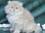 Leo British - British Shorthair Kitten For Sale - Manorville, NY, US