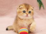 Astor Scottish - Scottish Fold Kitten For Sale - Brooklyn, NY, US