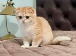 Julie Scottish - Scottish Fold Kitten For Sale - Brooklyn, NY, US