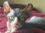 Marik - Sphynx Kitten For Sale - 