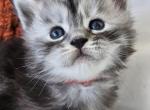 Genesis Maine Coon kittens - Maine Coon Kitten For Sale - 