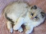 Poppyseed - Ragdoll Kitten For Sale - 