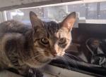 Danny - American Shorthair Cat For Adoption - Shawnee, OK, US