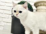 Marty - British Shorthair Kitten For Sale - 