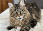 Princess spayed - Maine Coon Cat For Sale - 