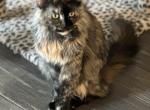 Misty Maui - Maine Coon Cat For Sale - Martinez, CA, US