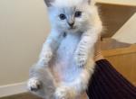 Bluepoint lynx and bluepoint kittens - Ragdoll Kitten For Sale - San Diego, CA, US