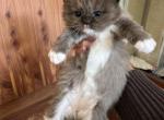 Sepia chocolate mitted with white chest - Ragdoll Kitten For Sale - San Diego, CA, US