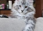 Black Silver tabby boy - Maine Coon Kitten For Sale - Jasper, GA, US