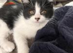 Jijis Surprise - Exotic Kitten For Sale - Rapid City, SD, US