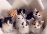 Cute litter of fur babies - Domestic Kitten For Sale - 