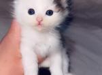 Cute litter of fur babies - Domestic Kitten For Sale - 