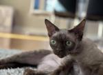 Leo - Devon Rex Kitten For Sale - Stamford, CT, US