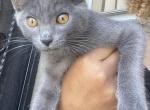 Luna Belle and the Kittens - Russian Blue Kitten For Adoption - Compton, CA, US