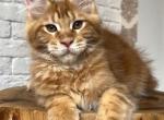 Citrus - Maine Coon Kitten For Sale - Boston, MA, US