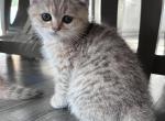 Scottish straight ear girls - Scottish Straight Kitten For Sale - 