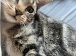 Nova - Domestic Kitten For Adoption - 