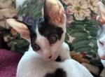 Moo - Cornish Rex Kitten For Sale - 