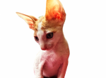 Nutter Butter - Cornish Rex Kitten For Sale - 