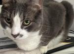 Snowball - Domestic Cat For Adoption - 