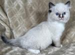 Jack - Ragdoll Kitten For Sale - 