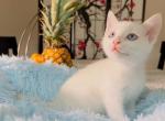 Ragdoll & Siamese Kittens - Ragdoll Kitten For Adoption - 