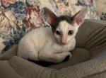 Heartie - Cornish Rex Kitten For Sale - 