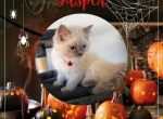 Jasper Blue Pointed Ragdoll Male - Ragdoll Kitten For Sale - Puyallup, WA, US