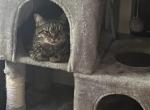 Puma - Domestic Cat For Adoption - 