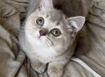 Mabel - British Shorthair Kitten For Sale - 