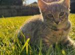 Cat has no name - Domestic Cat For Sale - Montgomery, MA, US