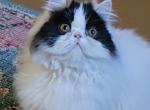 Tumbelina - Persian Kitten For Sale - Pierceton, IN, US