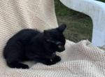 Coal make an offer - Domestic Kitten For Sale - Agawam, MA, US