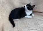 Oreo make an offer - Domestic Kitten For Sale - Agawam, MA, US