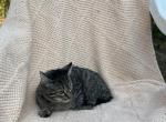 Stripie very affectionate kitty - Domestic Kitten For Sale - Agawam, MA, US