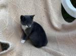 Fluffy - Domestic Kitten For Sale - Agawam, MA, US