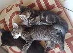 Adorable 6 week kittens - Domestic Kitten For Sale - Roosevelt, NY, US